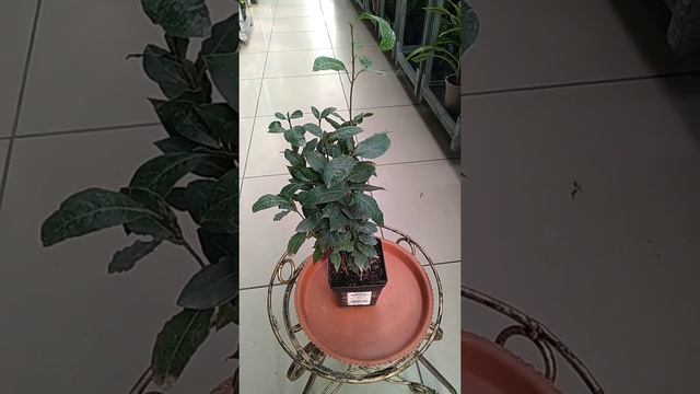Лавр "Nobilis" смотреть онлайн