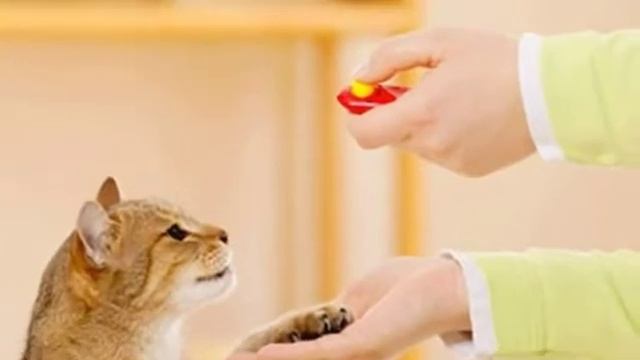 15 удивительных фактов о кошках / интересные факты о породах кошек смотреть онлайн