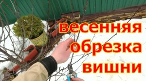 Пора ЭТО делать! Весенняя обрезка молодой вишни