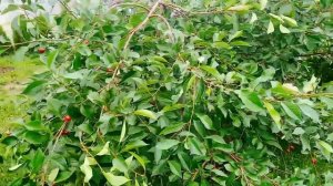 ???Вишня сладкая на Урале ? Да! - такое возможно и  попробовав никто не остаётся равнодушным !???