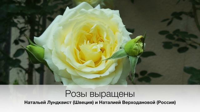 НЕЖНЫЕ РОЗЫ смотреть онлайн
