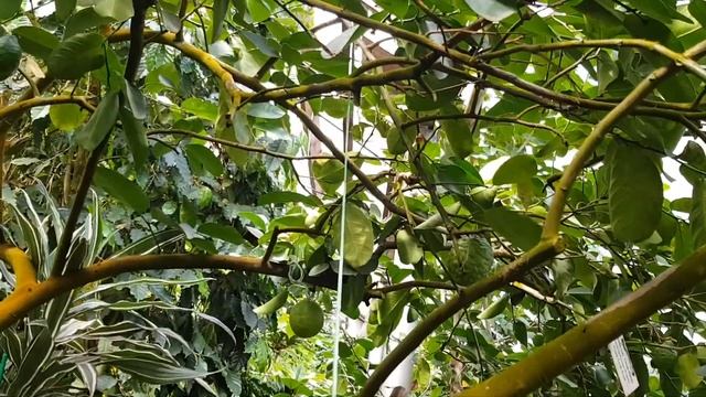 Лимон Пандероза. Стоит ли его выращивать дома?