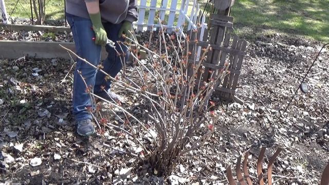 Pruning Sorbaria Sorbifolia 'Sem' смотреть онлайн
