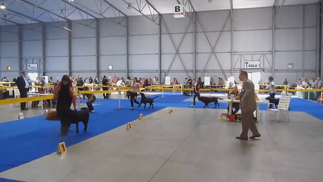 5.5.2012 CACIB Prag - Dogs CACIB - Sunrider Only You смотреть онлайн