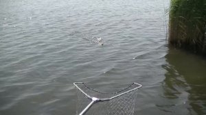 Супер рыбалка...Неплохой лещ...Рыбалка на реке Маныч...Рыбалка в Ростовской обл...