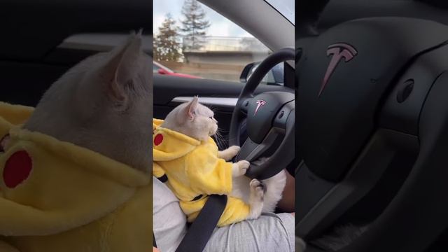 Cat drive a Car 🚗 Funny video 😂🤣 #shorts #shortvideo смотреть онлайн
