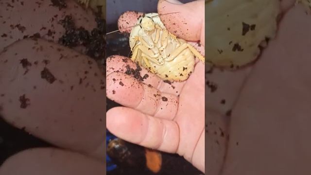 Тараканы архимандриты едят морковку. смотреть онлайн