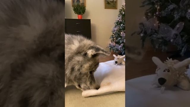 Вакай и мышь смотреть онлайн