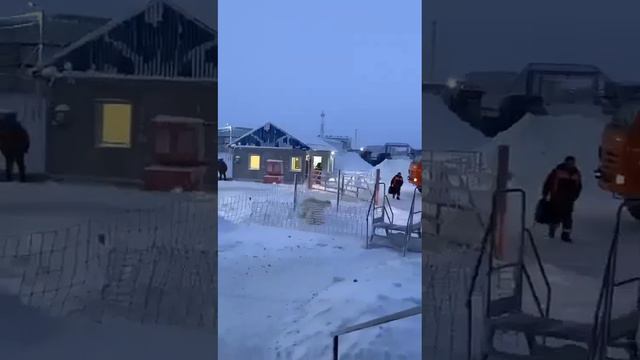 Это не зоопарк, а настоящая медвежья страна харасаве, бованенково гсп2 смотреть онлайн