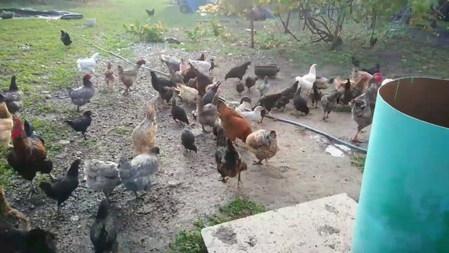 СЕЛО. ШОК от увиденного!) Ох уж эти животные)) смотреть онлайн