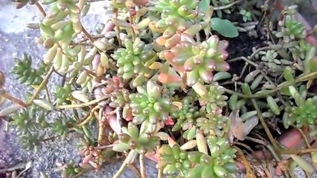 sedum hernandezii смотреть онлайн