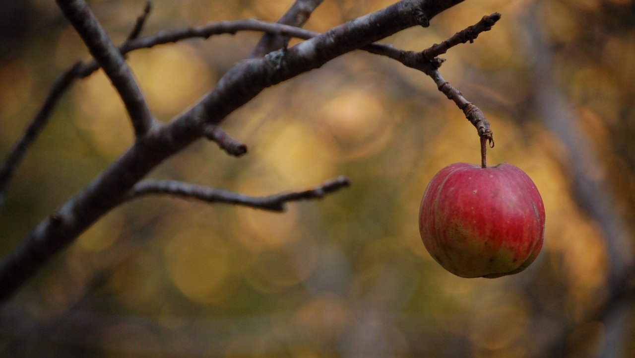 По саду я иду осеннему... смотреть онлайн