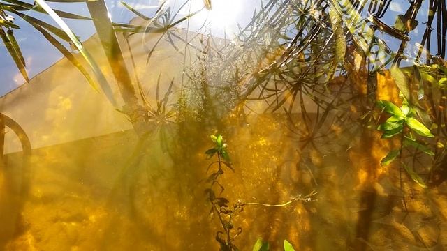 Зелёные нитчатые водоросли.Способ очистки водоёма! смотреть онлайн