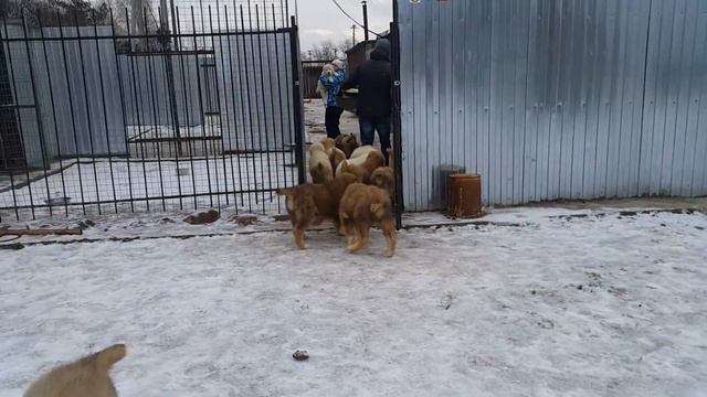 Завтрак в питомнике СУРДАН КАРАШ (январь 2018) смотреть онлайн