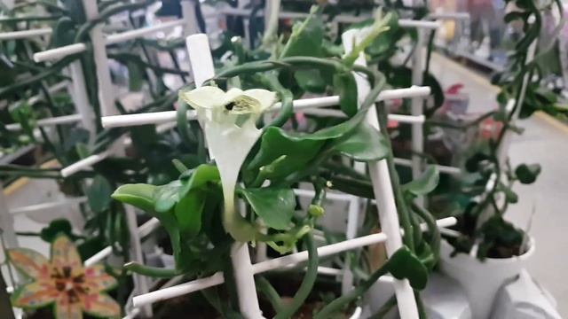 Гринвилль:церопегия Сандерсони африканский парашют, нолина, филодендрон, гибскус, эсхинантус,... смотреть онлайн