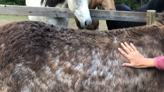Horses meet Donkey for the FIRST TIME! смотреть онлайн