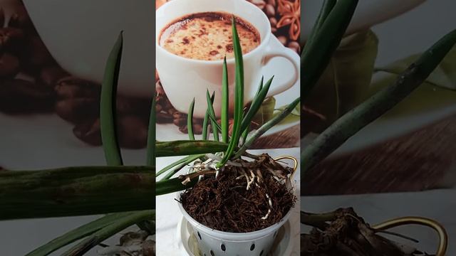 Цветение Brassavola Nodosa.Эксперимент удался
