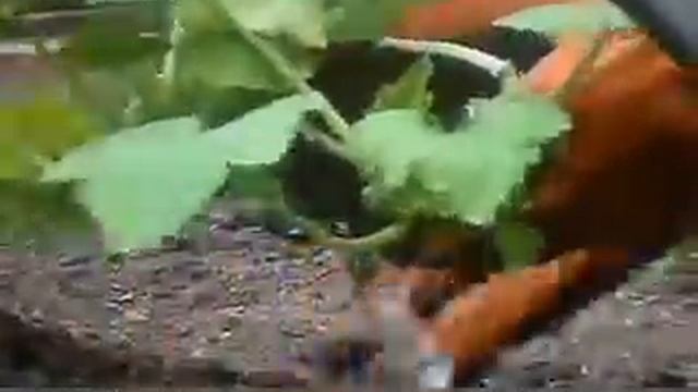 Садим кабачки смотреть онлайн