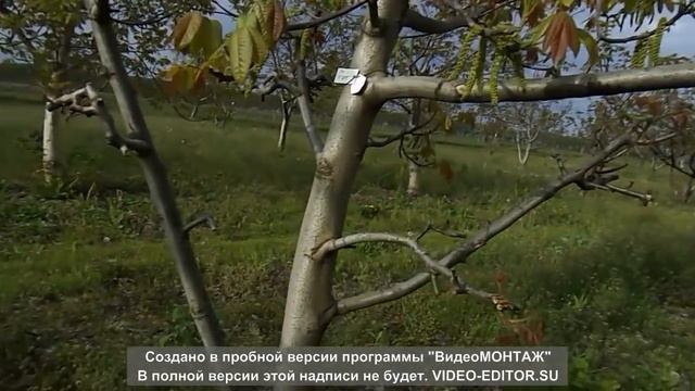 Формы Кочерженко смотреть онлайн