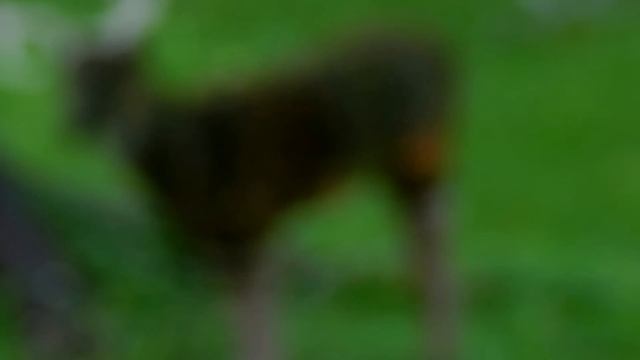 Nikon P500 test video 1080p смотреть онлайн