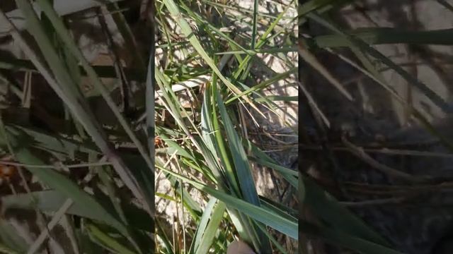 БРАЧНЫЙ ПЕРИОД Божьих КОРОВОК смотреть онлайн