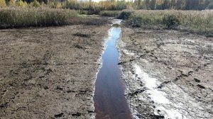 Рыбхоз осушил большой пруд с рыбой. Часть рыбы осталась. Летаю над водоёмом