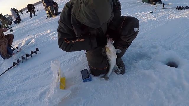 Парень поймал Крупного Судака на Обском море Рыбалка в районе Спирино смотреть онлайн