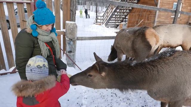Маралы - благородные олени Зюраткуля смотреть онлайн