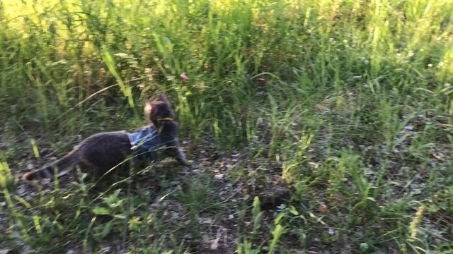 Привезли кошку на речку. Буся первый раз увидела лошадь смотреть онлайн