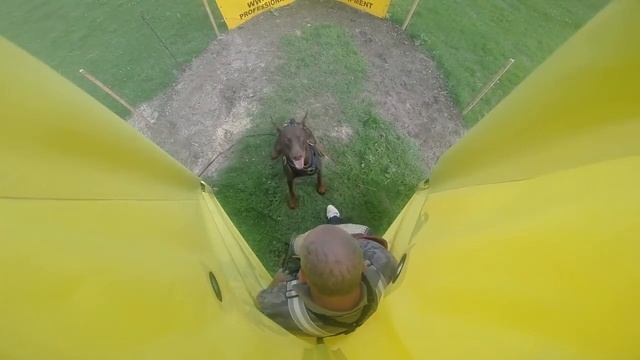 Тренировка собак с продукцией ForDogTrainers смотреть онлайн