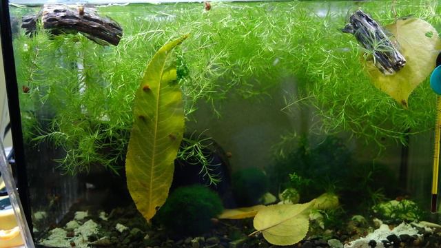 Неокардина Пальмата. смотреть онлайн