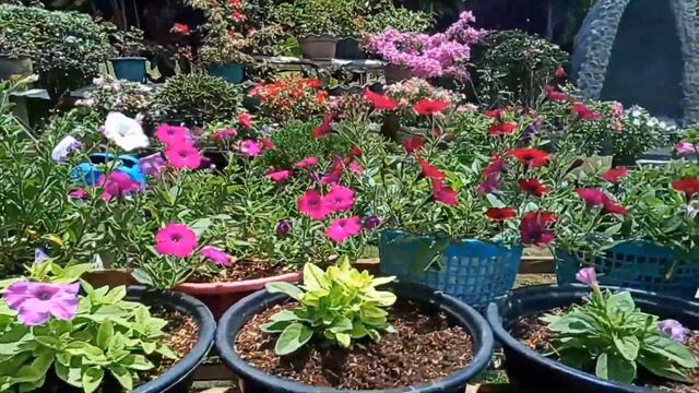 Petunia Plant Growing Beautiful смотреть онлайн
