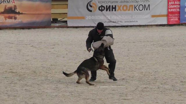Квалификационные состязания по IPO 1 "Звезды Подмосковья" 2015 смотреть онлайн