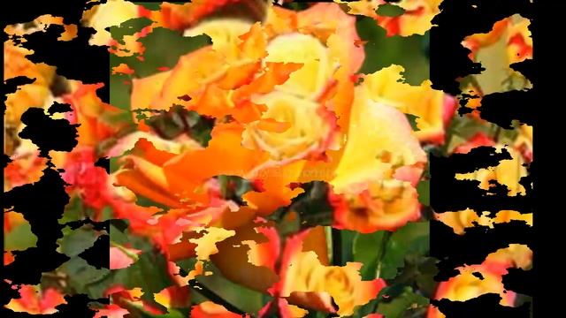 #Розы плетистые7 #Цветы для сада и бизнеса от Ольги Шевчук смотреть онлайн