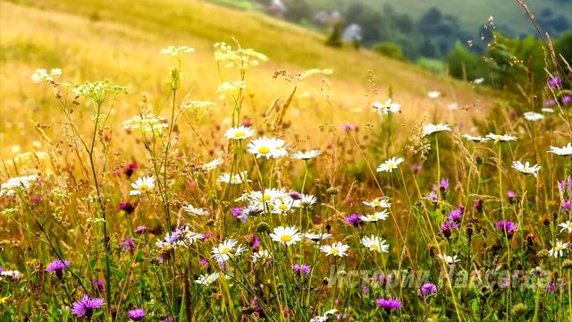 Муж уехал на дачу и сказал, что вернется быстро. А вечером позвонила соседка с вопросом… смотреть онлайн