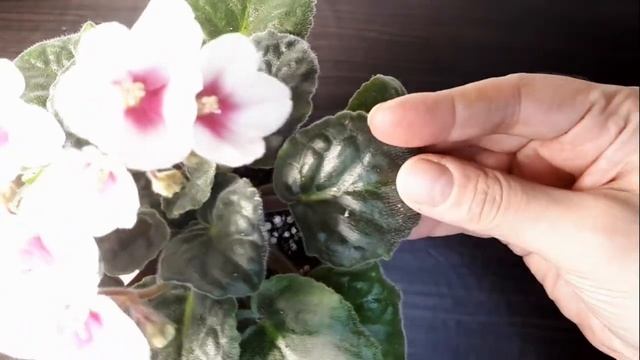 Фиалка Optimara My Desire смотреть онлайн