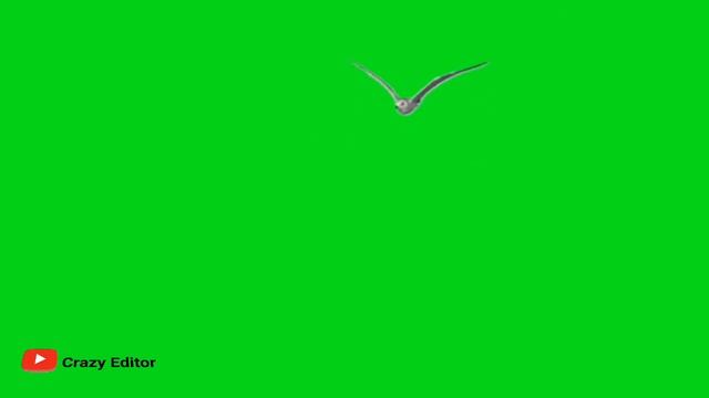 GREEN SCREEN seagull Bird fly effects Footage HD | bird flying chroma key смотреть онлайн