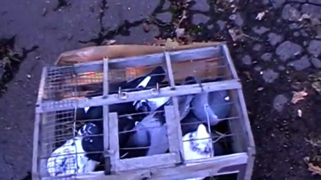 MOV001 4 Выставка-ярмарка голубей в г.Енакиево 22 октября 2022г. смотреть онлайн