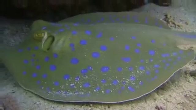 Сафага Подводный мир Красного моря - Safaga Red Sea