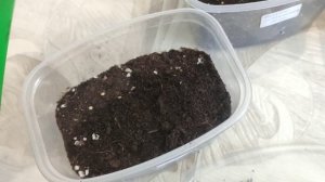 Как посеять физалис. Физалис земляничный. Физалис ананасовый. Физалис лакомка.