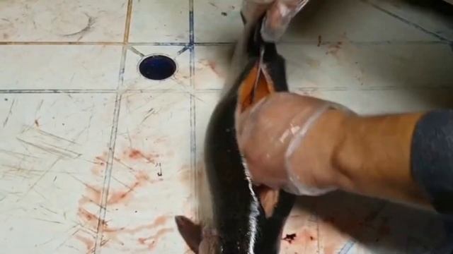 Цвет мяса привезённой форели. Средняя навеска 1,4++ смотреть онлайн