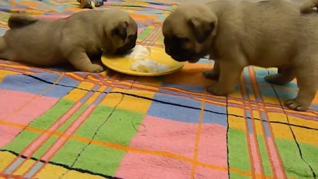 малыши мопса ... обед смотреть онлайн