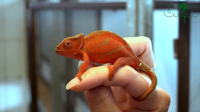 SEE AND BUY - Parsons chameleon Calumma parsonii Yellow giant (unique color) (SOLD) смотреть онлайн