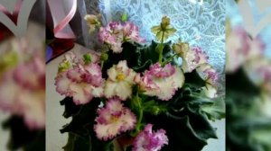 САМЫЕ КРАСИВЫЕ ФИАЛКИ В МОЕЙ КОЛЛЕКЦИИ.