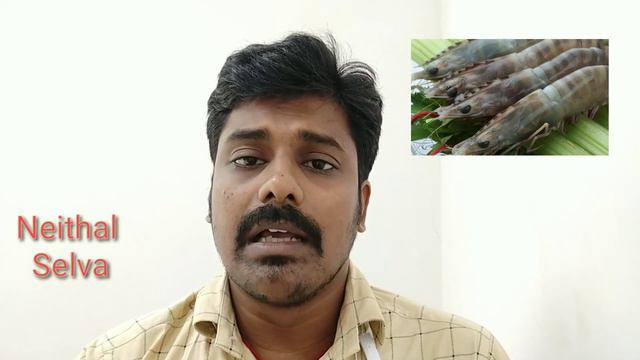 Shrimps / Prawns / Identification / Neithal Selva / Tamil смотреть онлайн