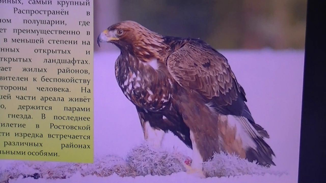 ВИДЕОБЕСЕДЫ. Выпуск 24. "Редкие птицы Донского края" смотреть онлайн
