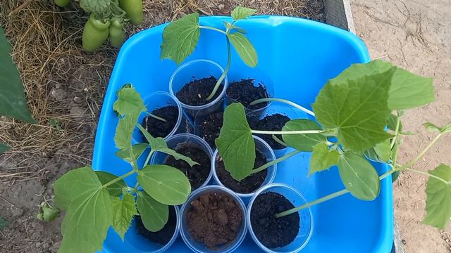 Второй урожай огурцов в конце лета.