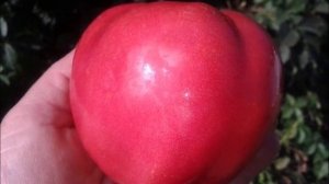 Томат Пень мира и Томатное дерево: урожайные новинки!