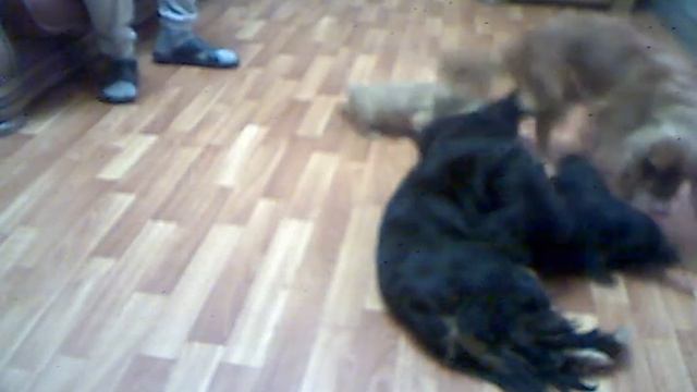 Щенки Кавалер Кинг Чарльз спаниель. Прямая трансляция