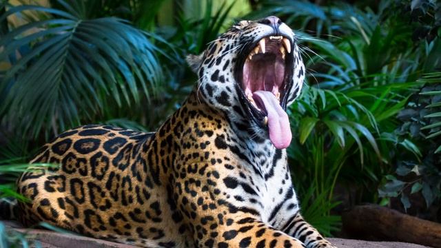 How Strong Is A Jaguar - Jaguar Strength - Jaguar Bite Strength